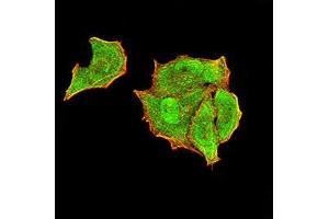 Immunofluorescence analysis of Hela cells using PTPN14 mouse mAb (green). (PTPN14 Antikörper  (AA 896-1169))