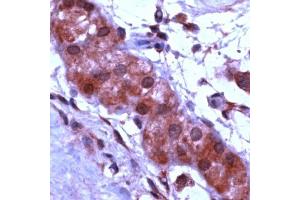 Human testis stained with Anti-Apaf-1 antibody (APAF1 Antikörper  (C-Term))