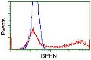 Flow Cytometry (FACS) image for anti-Gephyrin (GPHN) antibody (ABIN1498425) (Gephyrin Antikörper)