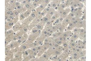 IHC-P analysis of Human Liver Tissue, with DAB staining. (ERBB4 Antikörper  (AA 29-278))