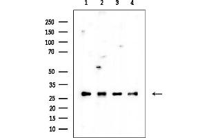 Western blot analysis of lysates from various samples, using 14-3-3 zeta Mouse Monoclonal Antibody at 1/1000 dilution.