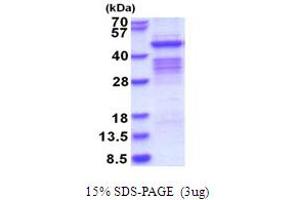 SDS-PAGE (SDS) image for Pregnancy Specific beta-1-Glycoprotein 1 (PSG1) (AA 35-419) protein (His tag) (ABIN5778772) (PSG1 Protein (AA 35-419) (His tag))