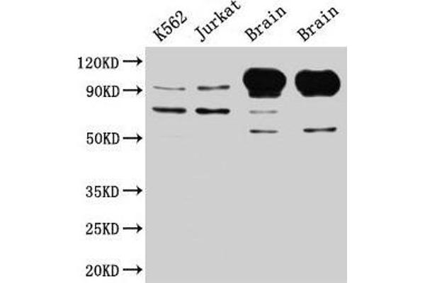 MAG antibody  (AA 25-516)