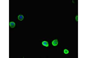 Immunofluorescent analysis of HepG2 cells using ABIN7171466 at dilution of 1:100 and Alexa Fluor 488-congugated AffiniPure Goat Anti-Rabbit IgG(H+L) (TSNARE1 Antikörper  (AA 6-339))
