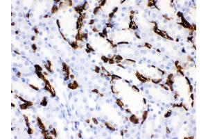 Anti- Band 3 Picoband antibody,IHC(P) IHC(P): Rat Kidney Tissue