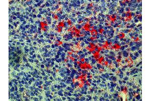 Paraffin embedded mouse spleen section was stained with Goat Anti-Mouse Kappa-AP followed by Red AP and hematoxylin.