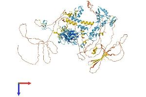 PRDM10 Protein (AA 1-1147) (His tag)