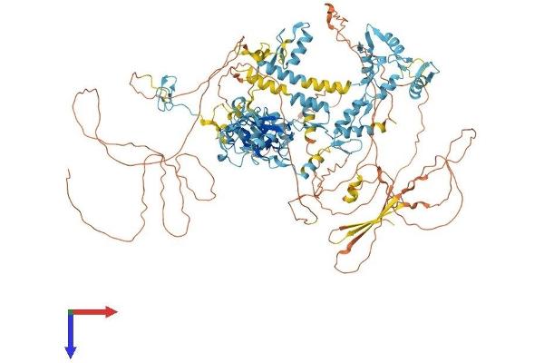 PRDM10 Protein (AA 1-1147) (His tag)
