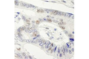 Immunohistochemistry (IHC) image for anti-Symplekin (SYMPK) (AA 1224-1274) antibody (ABIN7448822) (Symplekin Antikörper  (AA 1224-1274))
