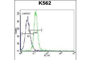 Flow cytometric analysis of K562 cells (right histogram) compared to a negative control cell (left histogram). (KCNH2 Antikörper  (AA 861-888))
