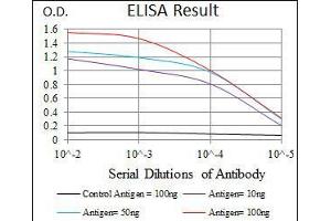 Black line: Control Antigen (100 ng), Purple line: Antigen(10 ng), Blue line: Antigen (50 ng), Red line: Antigen (100 ng), (CEBPA Antikörper)