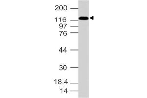 Image no. 1 for anti-Adaptor-Related Protein Complex 3, delta 1 Subunit (AP3D1) (AA 400-680) antibody (ABIN5027028) (AP3D1 Antikörper  (AA 400-680))