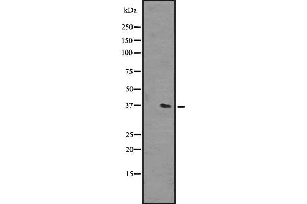 OR51L1 Antikörper  (Internal Region)