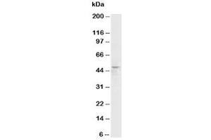 Western Blotting (WB) image for anti-Histamine Receptor H3 (HRH3) (C-Term) antibody (ABIN3031207)