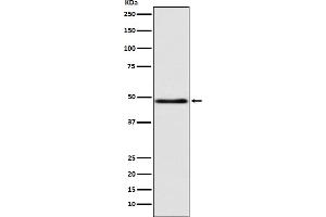 Western blot analysis of GCET1 expression in MCF7 cell lysate.