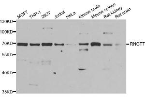Western blot analysis of extracts of various cell lines, using RNGTT antibody (ABIN5973831) at 1/1000 dilution. (RNGTT Antikörper)