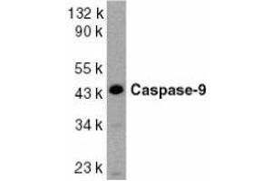 Western blot analysis of caspase-9 in HeLa whole cell lysate with AP30206PU-N Caspase-9 antibody at 1/1000 dilution