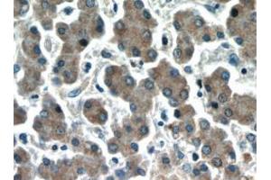 Immunohistochemistry (IHC) image for anti-Hepatic and Glial Cell Adhesion Molecule (HEPACAM) antibody (ABIN2932707) (HEPACAM Antikörper)