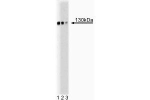 Western blot analysis of GM130 cells on rat brain lysate. (Golgin A2 (GOLGA2) (AA 869-982) Antikörper)