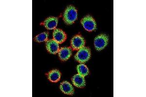Immunofluorescence (IF) image for anti-RAS Guanyl Releasing Protein 2 (Calcium and DAG-Regulated) (RASGRP2) antibody (ABIN2996572)