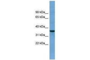 Image no. 1 for anti-beta-Site APP-Cleaving Enzyme 2 (BACE2) (AA 71-120) antibody (ABIN6743441) (BACE2 Antikörper  (AA 71-120))