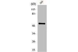 Western Blot analysis of 293 cells using Fgl2 Polyclonal Antibody (FGL2 Antikörper  (N-Term))