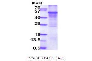 SDS-PAGE (SDS) image for Cytochrome P450, Family 2, Subfamily E, Polypeptide 1 (CYP2E1) (AA 29-493) protein (His tag) (ABIN5854112) (CYP2E1 Protein (AA 29-493) (His tag))