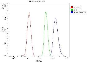 Flow Cytometry analysis of SiHa cells using anti-SGK1 antibody (ABIN7603118). (SGK1 Antikörper  (N-Term))