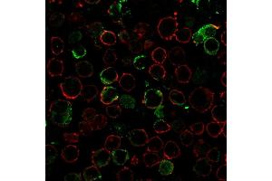 Immunofluorescence staining of K562 cells using LMO2 Recombinant Rabbit Monoclonal Antibody (LMO2/3147R) followed by goat anti-rabbit IgG conjugated to CF488 (green). (Rekombinanter LMO2 Antikörper  (AA 23-140))