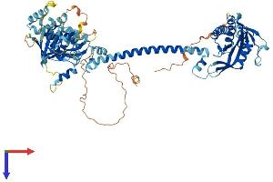 GUCY1A1 Protein (AA 1-690) (His tag)