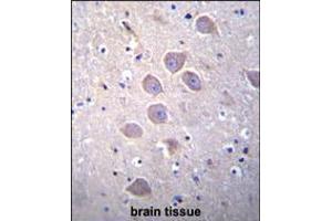 PCDHA5 Antibody immunohistochemistry analysis in formalin fixed and paraffin embedded human brain tissue followed by peroxidase conjugation of the secondary antibody and DAB staining.