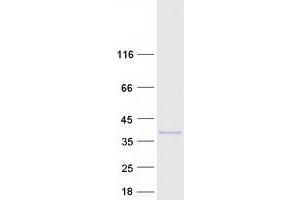 Western Blotting (WB) image for Dysbindin (Dystrobrevin Binding Protein 1) Domain Containing 2 (DBNDD2) (Transcript Variant 1) protein (Myc-DYKDDDDK Tag) (ABIN2719236)