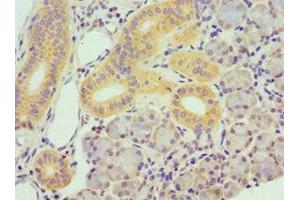 Immunohistochemistry of paraffin-embedded human pancreatic tissue using ABIN7172813 at dilution of 1:100 (TBRG1 Antikörper  (AA 22-150))