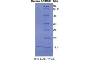 SDS-PAGE analysis of Human IL13Ra2 Protein. (IL13RA2 Protein)