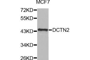 Western blot analysis of extracts of MCF-7 cells, using DCTN2 antibody (ABIN5971226) at 1/1000 dilution. (Dynamitin Antikörper)