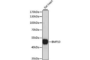 Western blot analysis of extracts of rat heart, using BMP10 antibody. (BMP10 Antikörper)