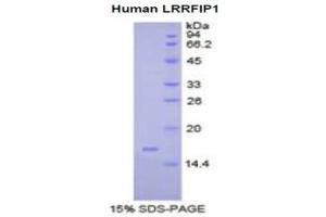 SDS-PAGE analysis of Human LRRFIP1 Protein. (LRRFIP1 Protein)