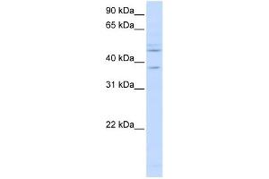 RFC3 antibody used at 1 ug/ml to detect target protein.