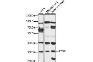 Western blot analysis of extracts of various cell lines, using PTGR1 antibody (ABIN6129622, ABIN6146411, ABIN6146412 and ABIN6220671) at 1:3000 dilution. (PTGR1 Antikörper  (AA 1-115))