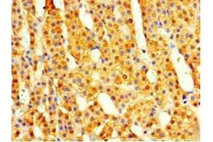 Immunohistochemistry of paraffin-embedded human adrenal gland tissue using ABIN7148499 at dilution of 1:100 (COPS7A Antikörper  (AA 2-275))