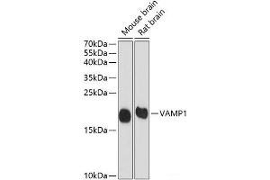 Western blot analysis of extracts of various cell lines using VAMP1 Polyclonal Antibody at dilution of 1:1000.