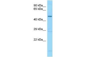 WB Suggested Anti-GDF5 Antibody Titration: 1.
