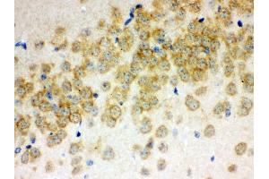 Anti- Otoferlin Picoband antibody,IHC(P) IHC(P): Mouse Brain Tissue