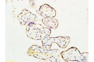 Formalin-fixed and paraffin embedded human placenta labeled with Rabbit Anti ERK1/MAPK3 Polyclonal Antibody, Unconjugated  at 1:200 followed by conjugation to the secondary antibody and DAB staining (ERK1 Antikörper  (AA 101-200))