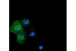 Anti-BTN1A1 mouse monoclonal antibody (ABIN2452845) immunofluorescent staining of COS7 cells transiently transfected by pCMV6-ENTRY BTN1A1 (RC223852). (BTN1A1 Antikörper)