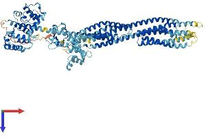 ACTN2 Protein (AA 1-894) (His tag)