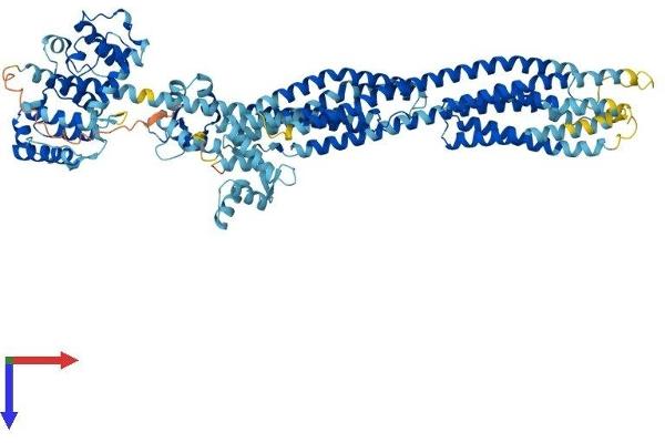 ACTN2 Protein (AA 1-894) (His tag)