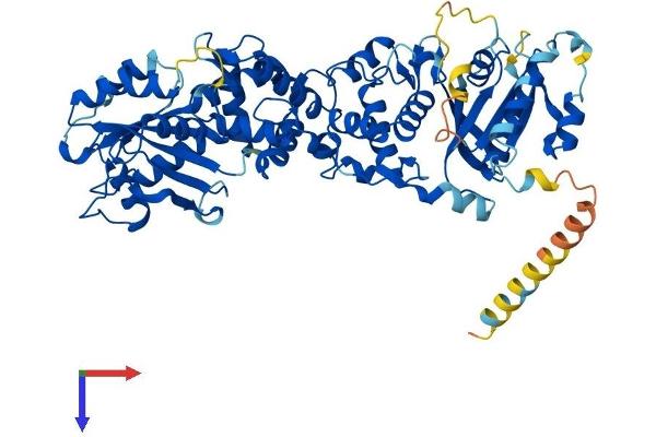 RHOT2 Protein (AA 1-618) (His tag)
