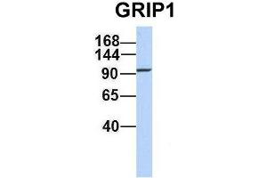 Host:  Rabbit  Target Name:  GRIP1  Sample Type:  721_B  Antibody Dilution:  1. (GRIP1 Antikörper  (C-Term))