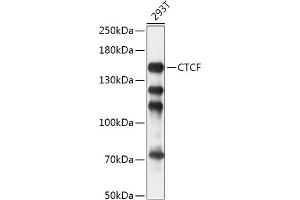 Western blot analysis of extracts of 293T cells, using CTCF antibody (ABIN6130043, ABIN6139180, ABIN6139182 and ABIN6217207) at 1:1000 dilution. (CTCF Antikörper  (AA 1-260))
